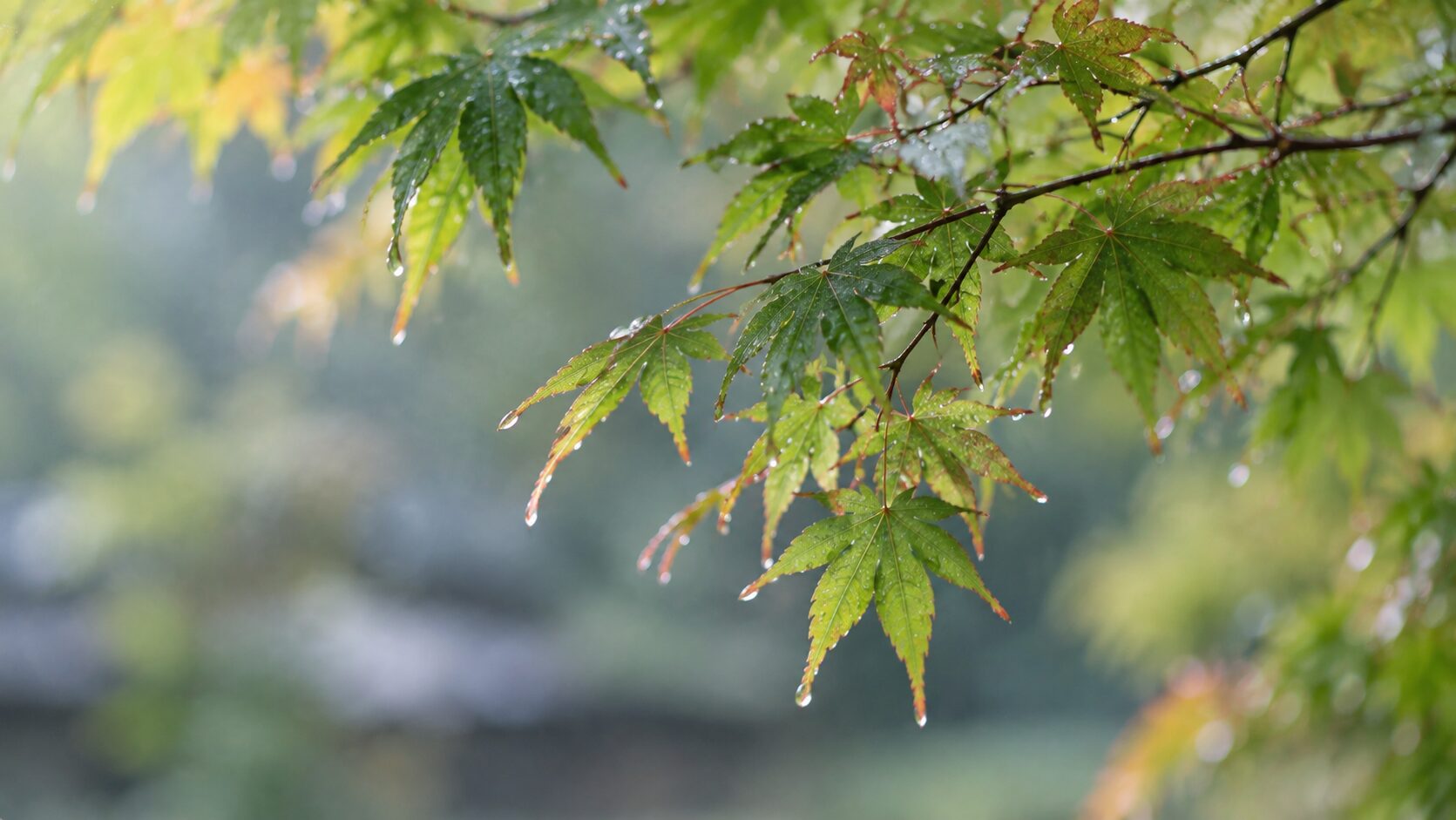 雨の日が続くと気分が晴れないのは、自分のせいとは限らないという話