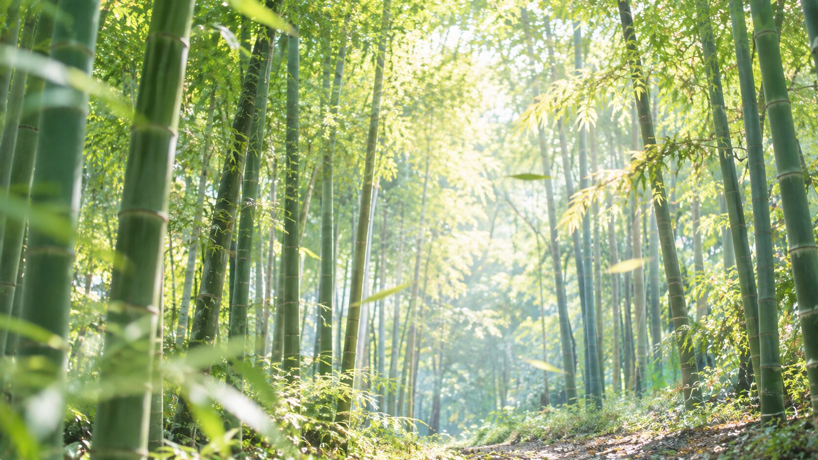 浄化とは何か？目に見えないエネルギーを整えることの大切さ
